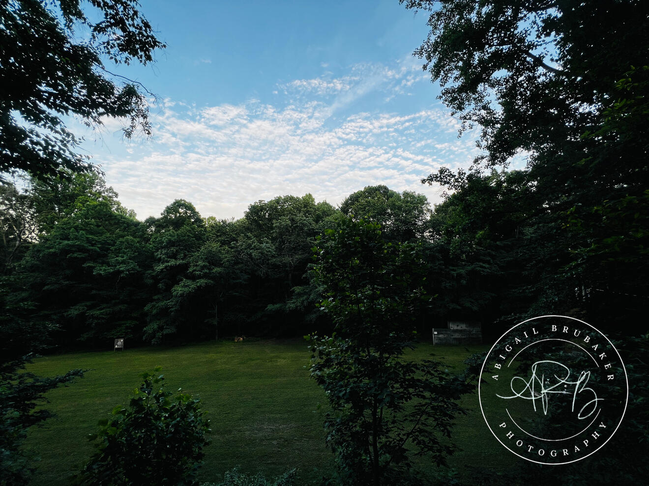 A View From Among The Trees