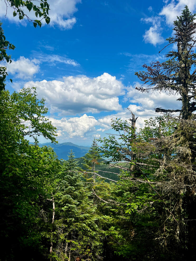 ADK Mts Through The Trees