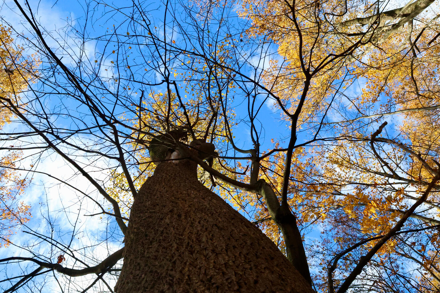 View Through The Trees