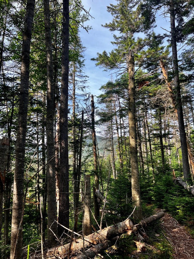 Trees Up The Mountain