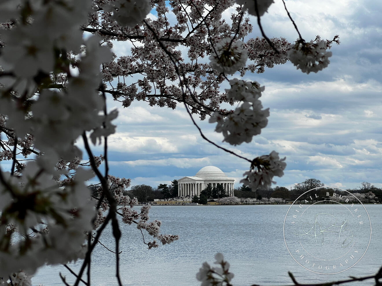 Cherry Blossoms Around The Tidal Basin 8