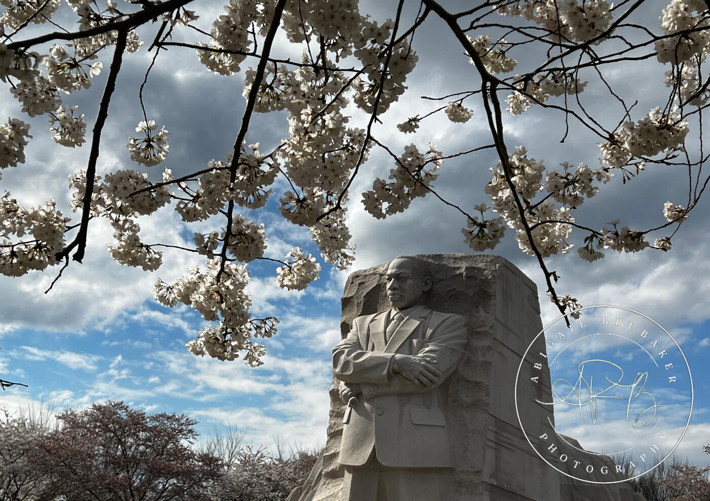 Cherry Blossoms Around The Tidal Basin 6