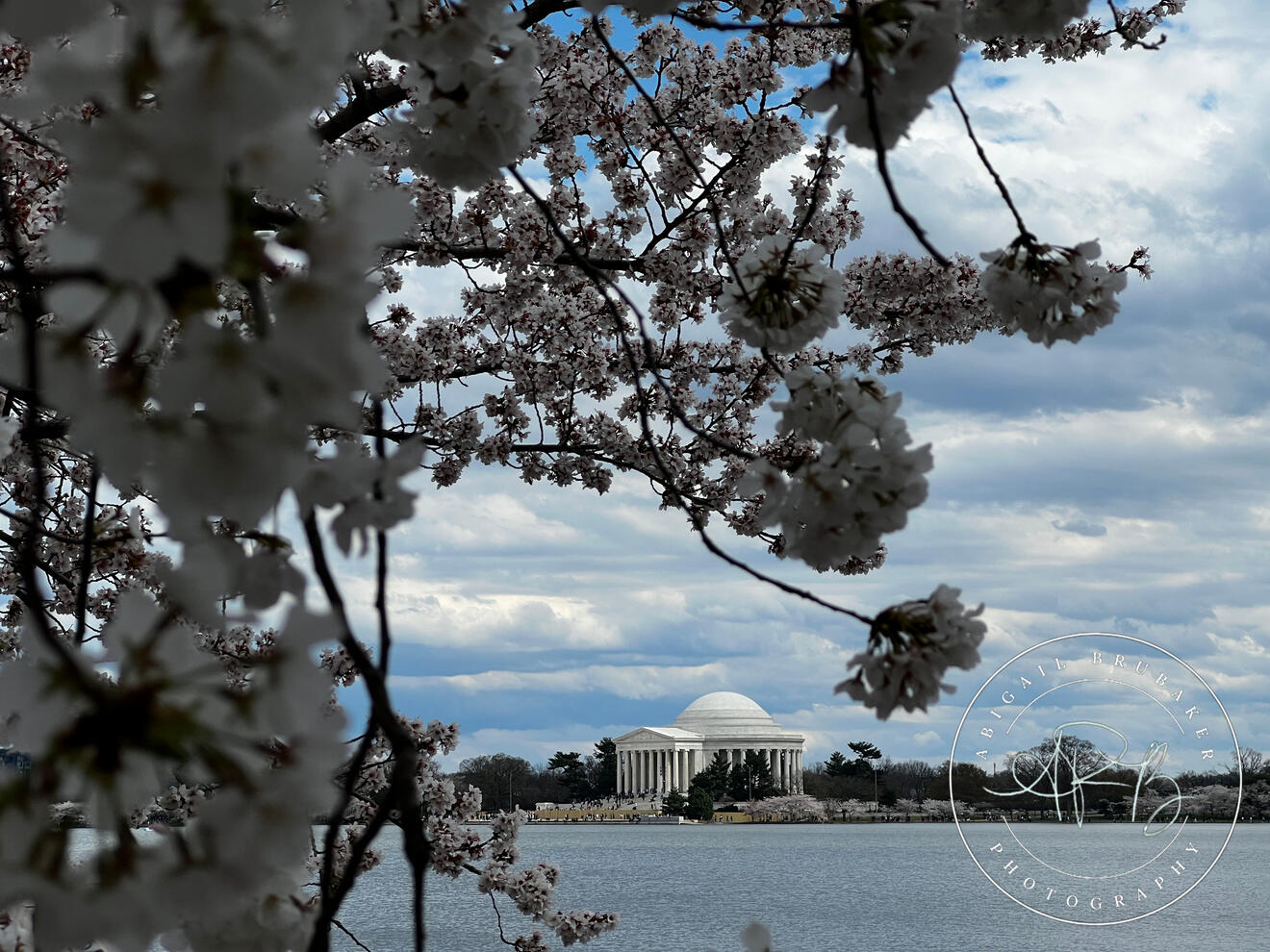 Cherry Blossoms Around The Tidal Basin 1