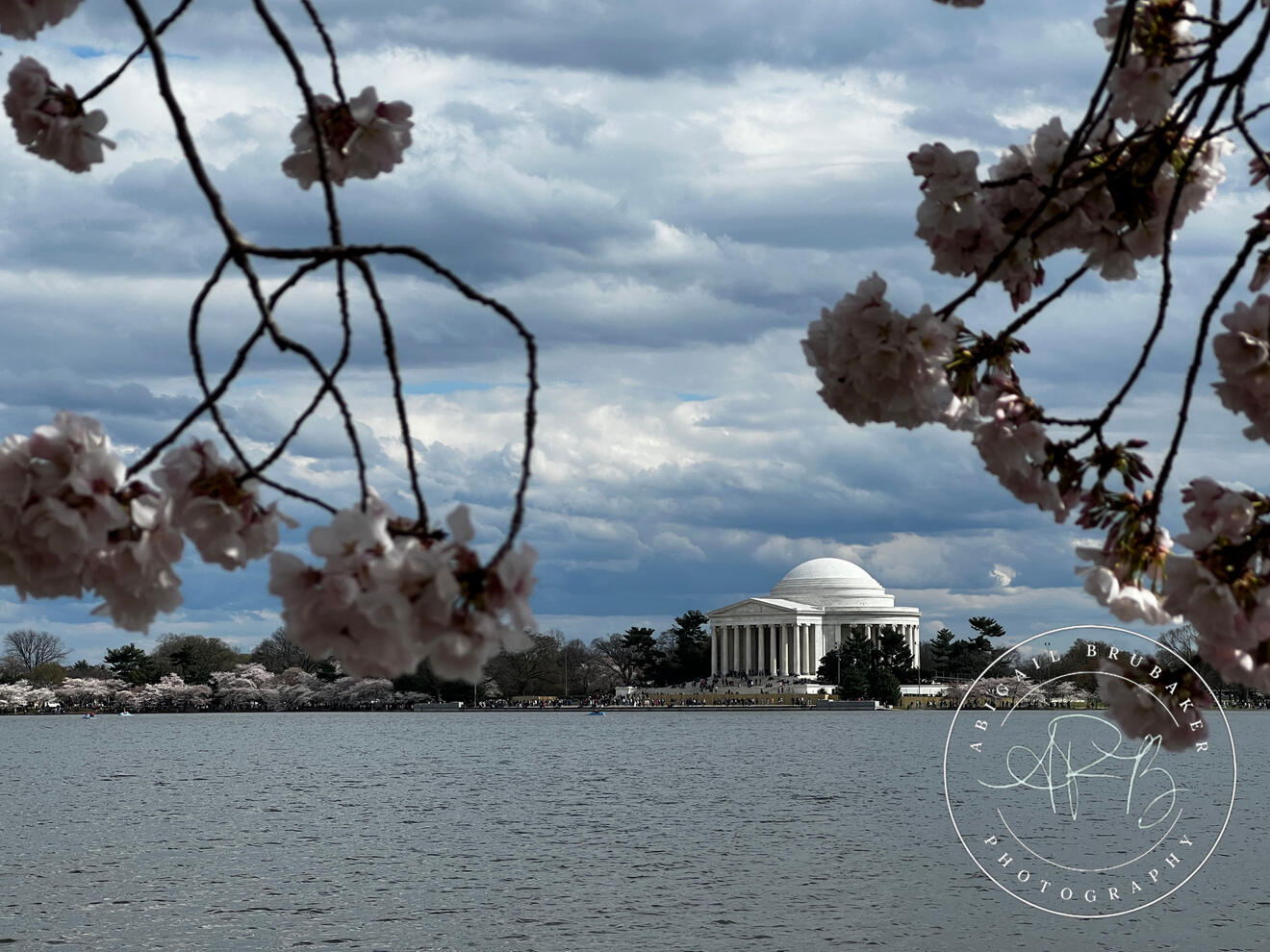Cherry Blossoms Around The Tidal Basin 4