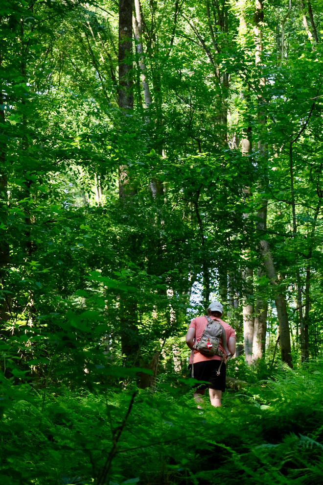 A Walk In The Woods
